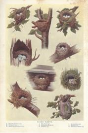 Birds Nests Birds Nests